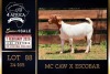 1 X BOER GOAT STUD DOE PREGNANT Milamiek Boerbokstoet