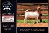 1 X BOER GOAT STUD DOE PREGNANT Milamiek Boerbokstoet - 2