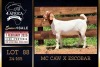 1 X BOER GOAT STUD DOE PREGNANT Milamiek Boerbokstoet - 3