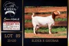 1 X BOER GOAT FLOCK DOE PREGNANT Milamiek Boerbokstoet