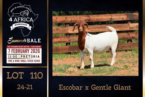 1 X BOER GOAT STUD DOE PREGNANT Milamiek Boerbokstoet