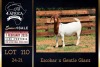 1 X BOER GOAT STUD DOE PREGNANT Milamiek Boerbokstoet