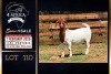 1 X BOER GOAT STUD DOE PREGNANT Milamiek Boerbokstoet - 2