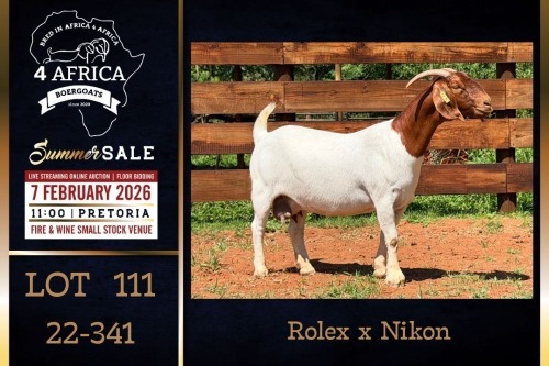 1 X BOER GOAT FLOCK DOE PREGNANT Milamiek Boerbokstoet