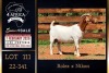 1 X BOER GOAT FLOCK DOE PREGNANT Milamiek Boerbokstoet
