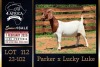 1 X BOER GOAT STUD DOE PREGNANT Milamiek Boerbokstoet