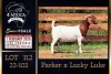 1 X BOER GOAT STUD DOE PREGNANT Milamiek Boerbokstoet - 2