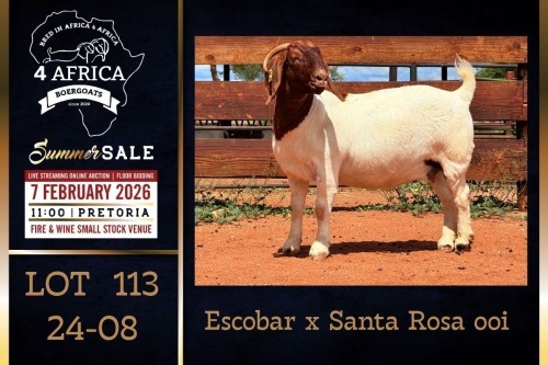 1 X BOER GOAT FLOCK ON COLOUR DOE PREGNANT Milamiek Boerbokstoet