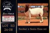 1 X BOER GOAT FLOCK ON COLOUR DOE PREGNANT Milamiek Boerbokstoet
