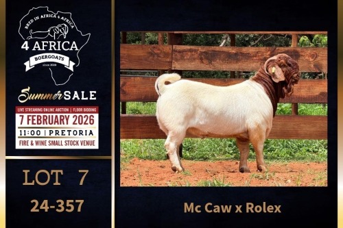1 X BOER GOAT STUD BUCK Milamiek Boerbokstoet