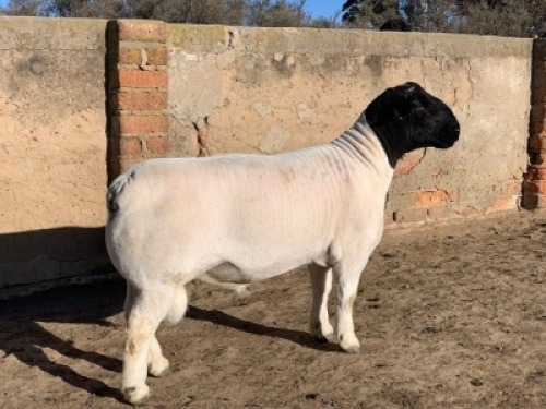 1 X DORPER RAM - STOET/STUD Leroy Phillips