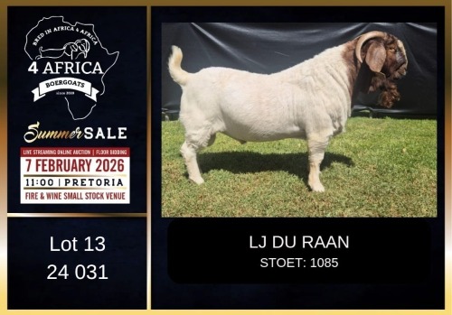 1 X BOER GOAT STUD BUCK LJ du Raan