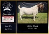 1 X BOER GOAT STUD BUCK LJ du Raan