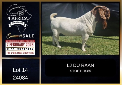 1 X BOER GOAT STUD BUCK LJ du Raan