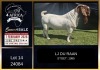 1 X BOER GOAT STUD BUCK LJ du Raan
