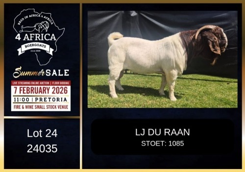 1 X BOER GOAT FLOCK ON COLOUR BUCK LJ du Raan