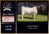 1 X BOER GOAT FLOCK ON COLOUR BUCK LJ du Raan