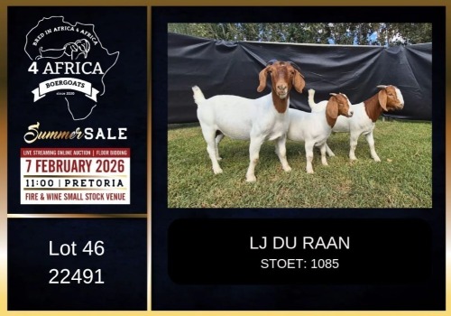 1+2 X BOER GOAT STUD DOE LJ du Raan