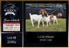 1+2 X BOER GOAT STUD DOE LJ du Raan