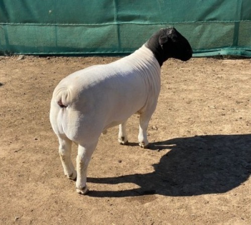 1 X DORPER RAM - STOET/STUD Leroy Phillips