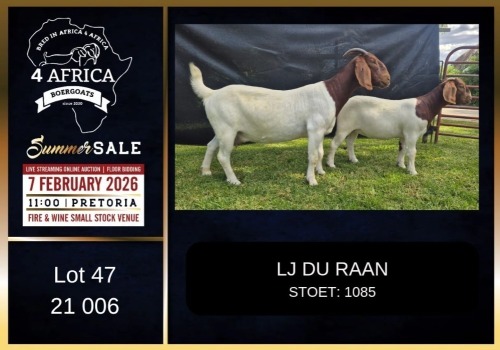 1+1 X BOER GOAT STUD DOE LJ du Raan