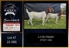 1+1 X BOER GOAT STUD DOE LJ du Raan