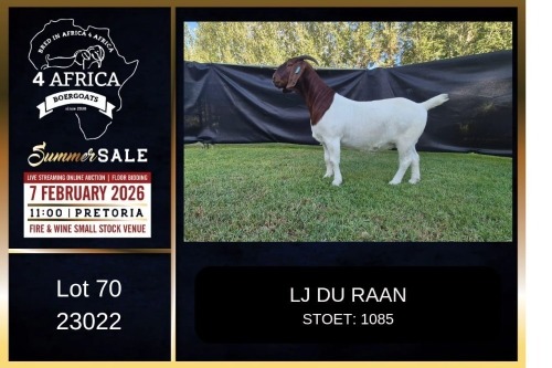 1 X BOER GOAT FLOCK ON TEAT DOE PREGNANT LJ du Raan