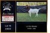 1 X BOER GOAT FLOCK ON TEAT DOE PREGNANT LJ du Raan