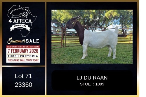 1 X BOER GOAT FLOCK ON TEAT DOE PREGNANT LJ du Raan