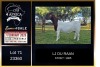 1 X BOER GOAT FLOCK ON TEAT DOE PREGNANT LJ du Raan