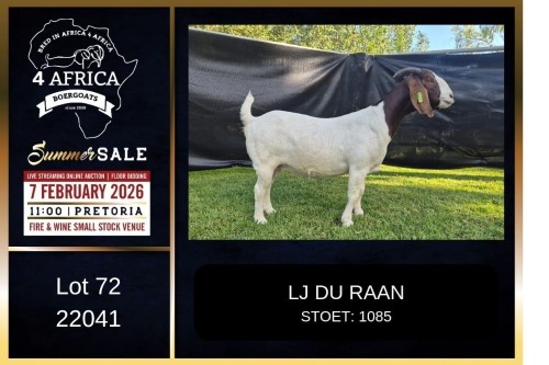 1 X BOER GOAT FLOCK DOE PREGNANT LJ du Raan