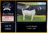 1 X BOER GOAT FLOCK DOE PREGNANT LJ du Raan