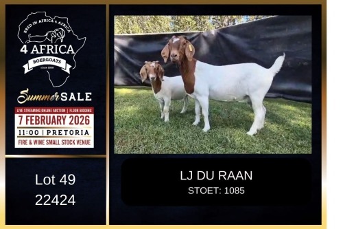 1+1 X BOER GOAT FLOCK DOE LJ du Raan