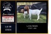 1+1 X BOER GOAT FLOCK DOE LJ du Raan