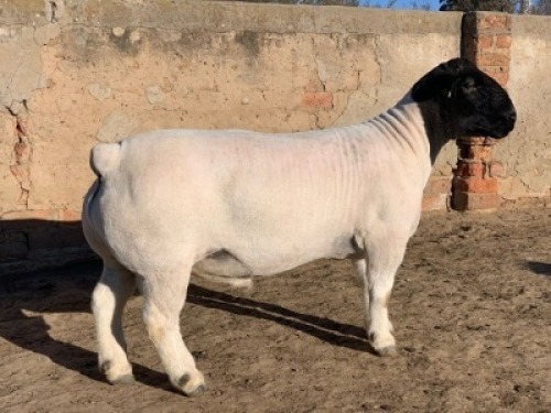 1 X DORPER RAM - STOET/STUD Leroy Phillips