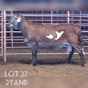 LOT 27 1X MEATMASTER RAM DRIEKOP MEATMASTERS