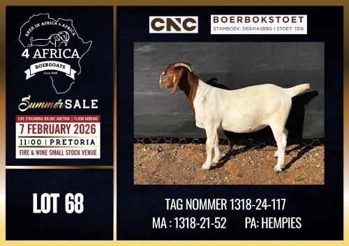 1 X BOER GOAT FLOCK DOE CNC Boerdery