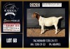 1 X BOER GOAT FLOCK DOE CNC Boerdery