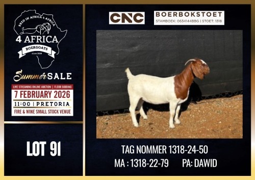 WITHDRAWN - 1 X BOER GOAT DOE CNC Boerdery