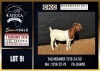 WITHDRAWN - 1 X BOER GOAT DOE CNC Boerdery