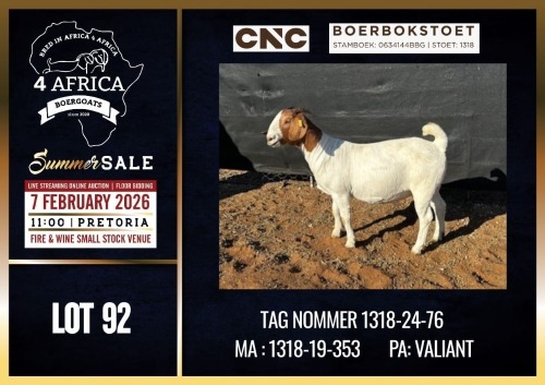 1 X BOER GOAT STUD DOE CNC Boerdery