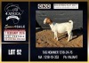 1 X BOER GOAT STUD DOE CNC Boerdery