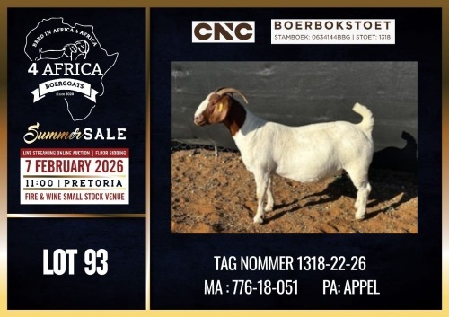 1 X BOER GOAT STUD DOE CNC Boerdery