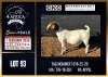 1 X BOER GOAT STUD DOE CNC Boerdery