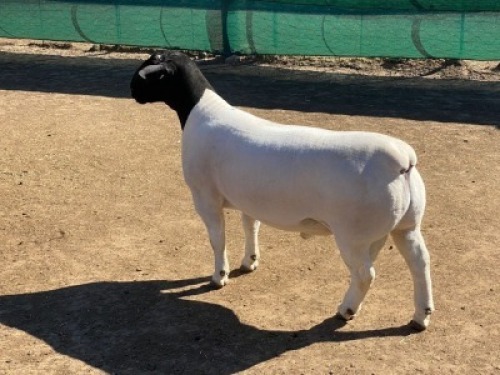 1 X DORPER RAM - STOET/STUD Leroy Phillips