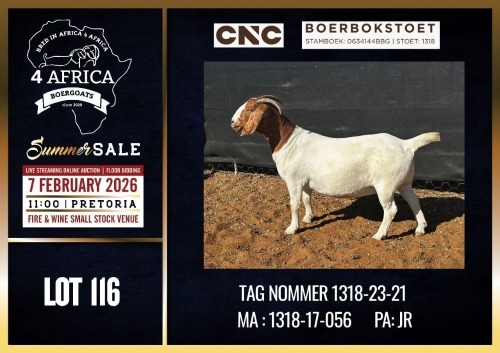 1 X BOER GOAT STUD DOE CNC Boerdery