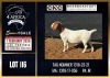 1 X BOER GOAT STUD DOE CNC Boerdery