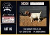 1 X BOER GOAT FLOCK DOE CNC Boerdery