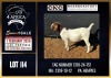 1 X BOER GOAT STUD DOE CNC Boerdery