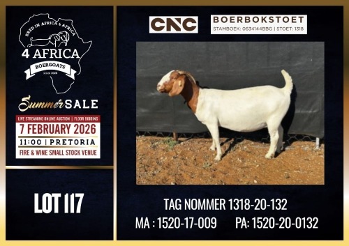 1 X BOER GOAT STUD DOE CNC Boerdery